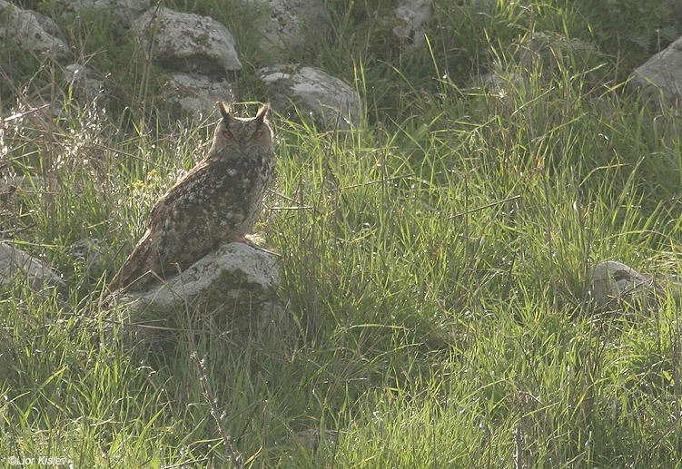   Eurasian Eagle-Owl  Bubo bubo                          , , 2010.: 